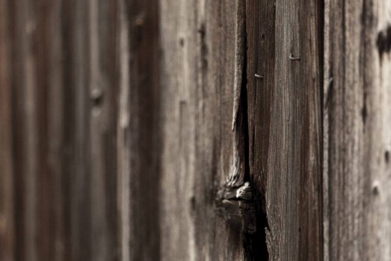 Holzkäfer verstehen und wirkungsvoll bekämpfen