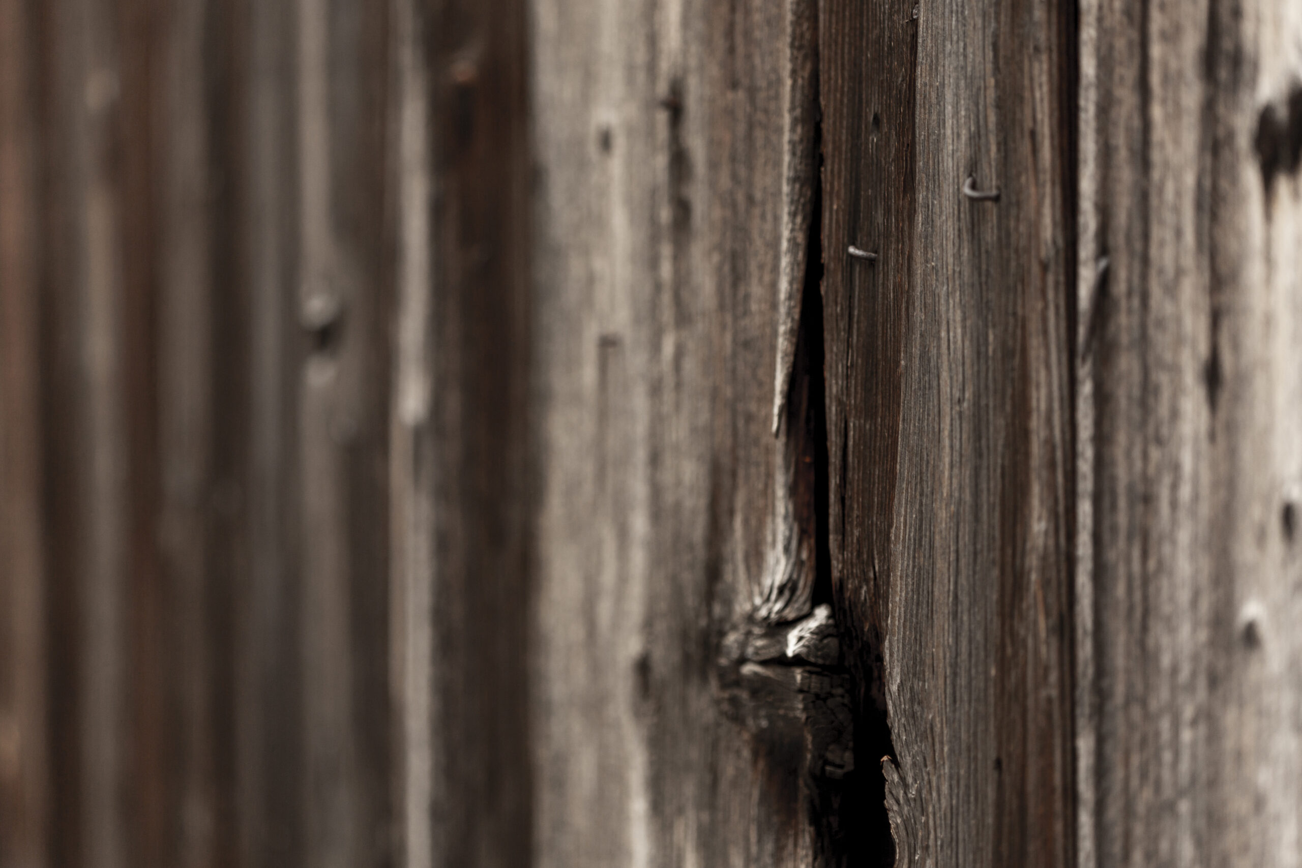 Holzkäfer verstehen und wirkungsvoll bekämpfen